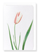 Ezen Designs - Lady tulip (detail) - Greeting Card - Front