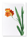 Ezen Designs - Corn lily (detail) - Greeting Card - Front
