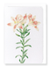 Ezen Designs - Lily of the incas (detail) - Greeting Card - Front