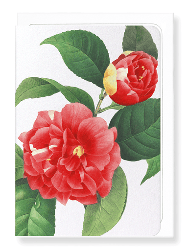 Ezen Designs - Japanese camellia (detail) - Greeting Card - Front