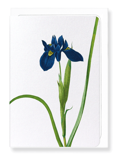 Ezen Designs - Iris lisyrinchium (detail) - Greeting Card - Front