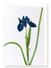 Ezen Designs - Iris lisyrinchium (detail) - Greeting Card - Front