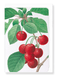 Ezen Designs - Cherry (detail) - Greeting Card - Front
