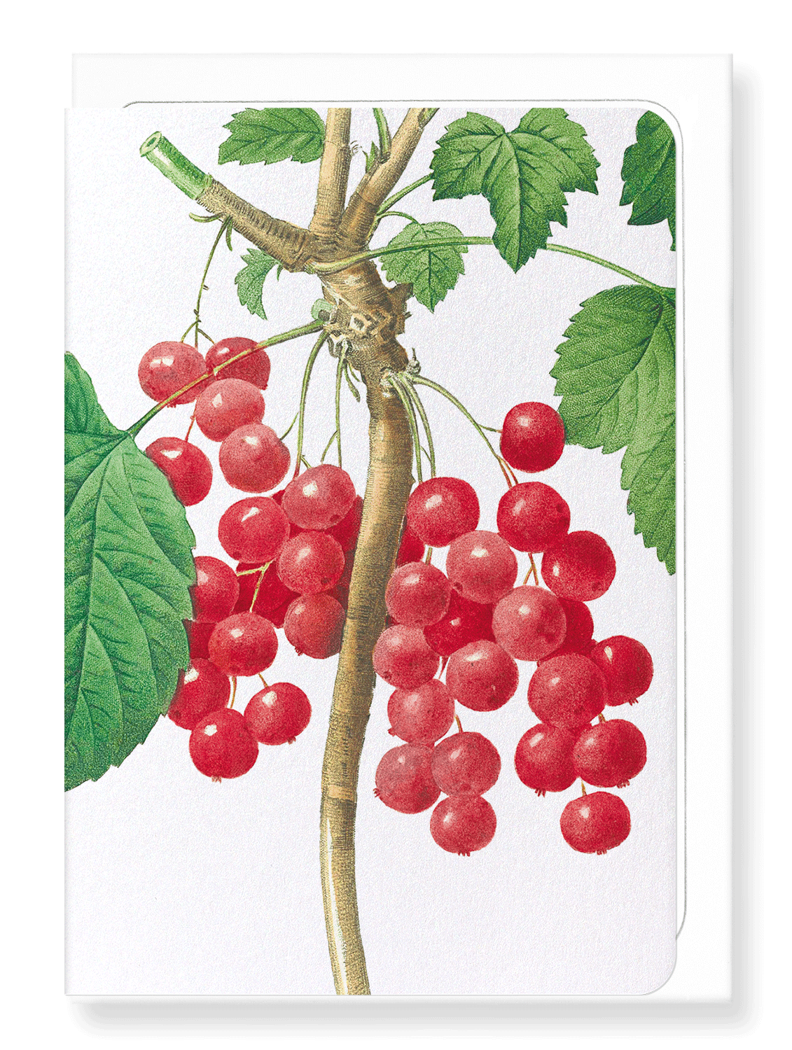 Ezen Designs - Red currants (detail) - Greeting Card - Front