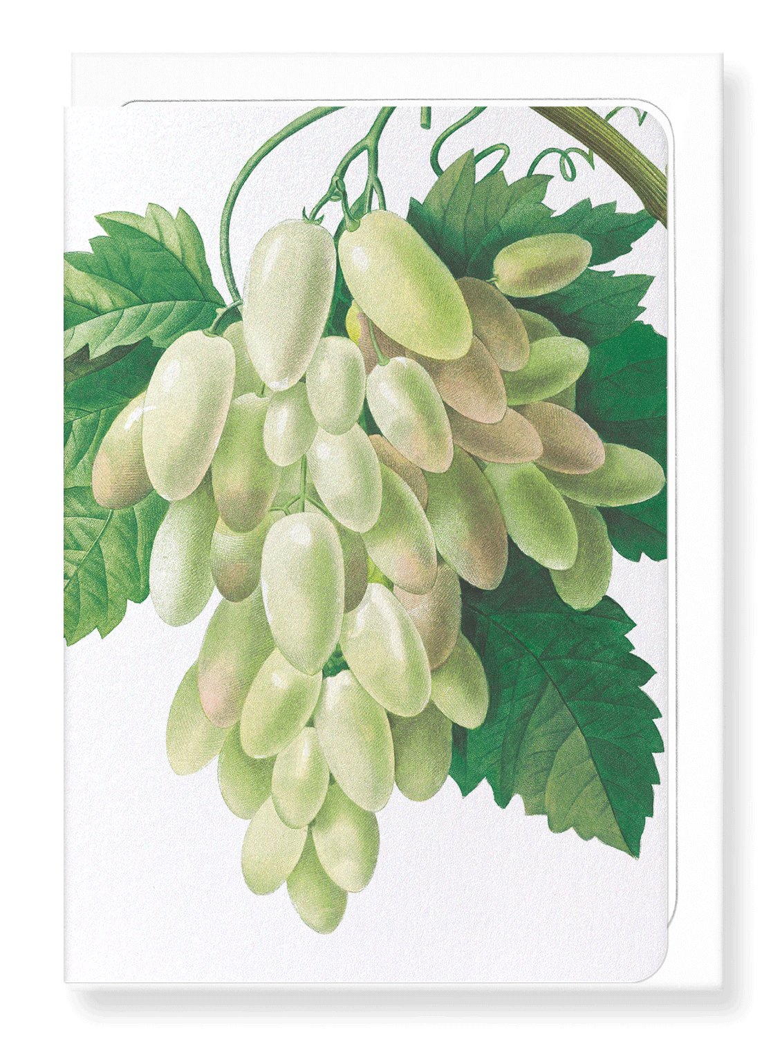 Ezen Designs - Grapes and vine leaves (detail) - Greeting Card - Front
