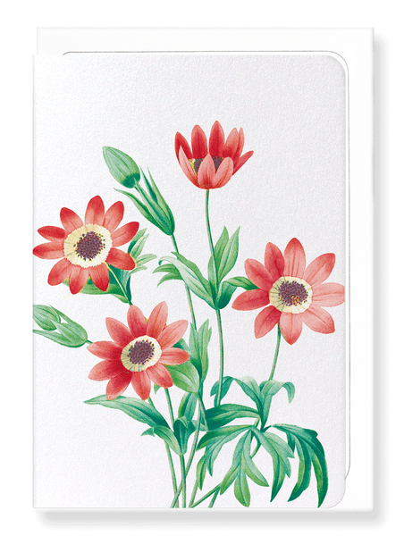 ANEMONE STELLATA — Ezen Designs