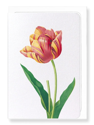 Ezen Designs - Tulip (detail) - Greeting Card - Front
