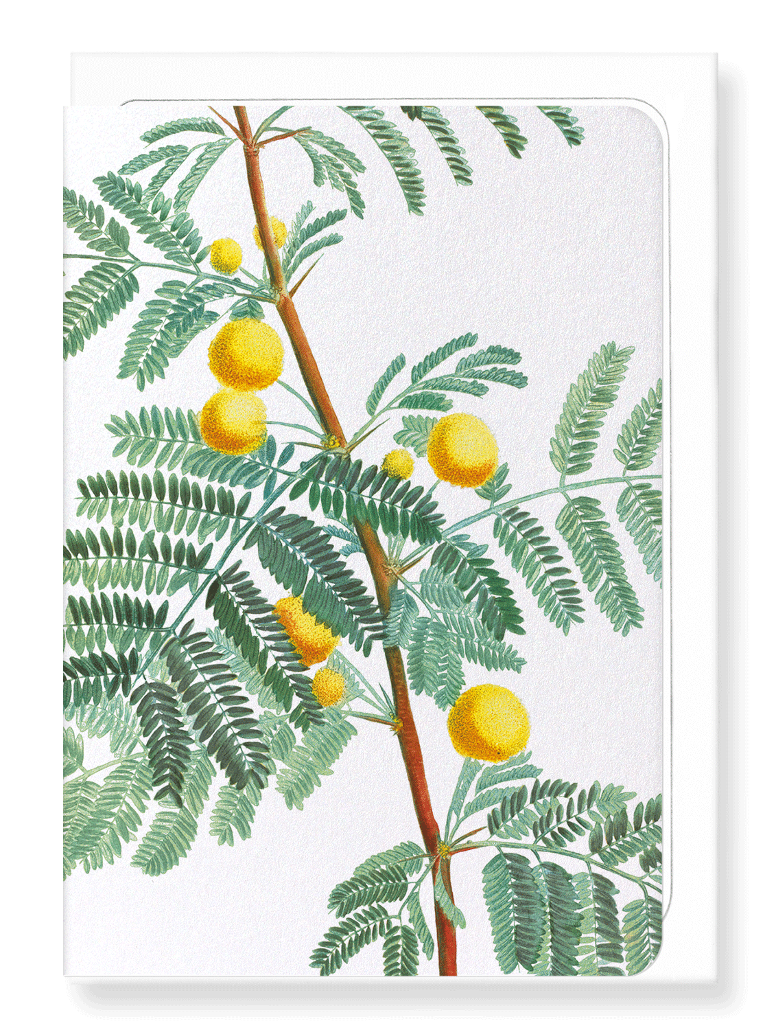 Ezen Designs - Sweet acacia (detail) - Greeting Card - Front