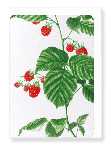 Ezen Designs - Raspberry branch  (detail) - Greeting Card - Front