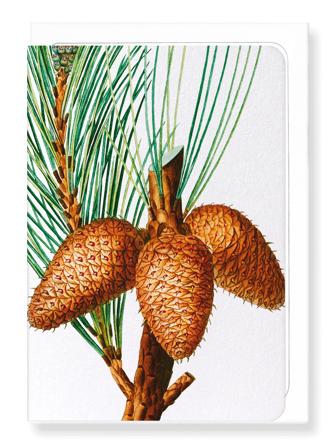 Ezen Designs - Pitch pine (detail) - Greeting Card - Front