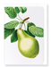 Ezen Designs - Pear No.1 (detail) - Greeting Card - Front