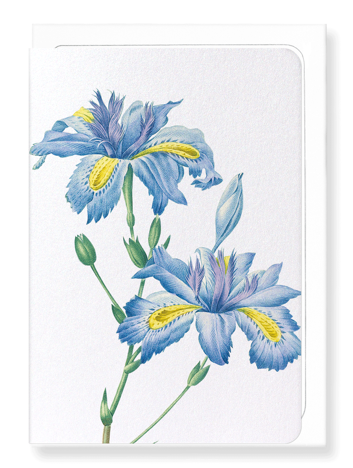 Ezen Designs - Butterfly flower  (detail) - Greeting Card - Front