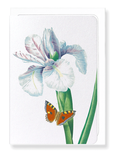 Ezen Designs - Spanish Iris No.2 (detail) - Greeting Card - Front
