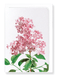 Ezen Designs - Lilac No.2 (detail) - Greeting Card - Front
