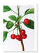 Ezen Designs - Cherries No. 2 (detail) - Greeting Card - Front