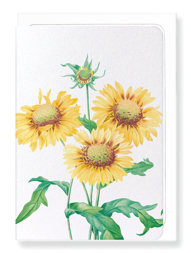 Ezen Designs - Gallardia blanket flower (detail) - Greeting Card - Front