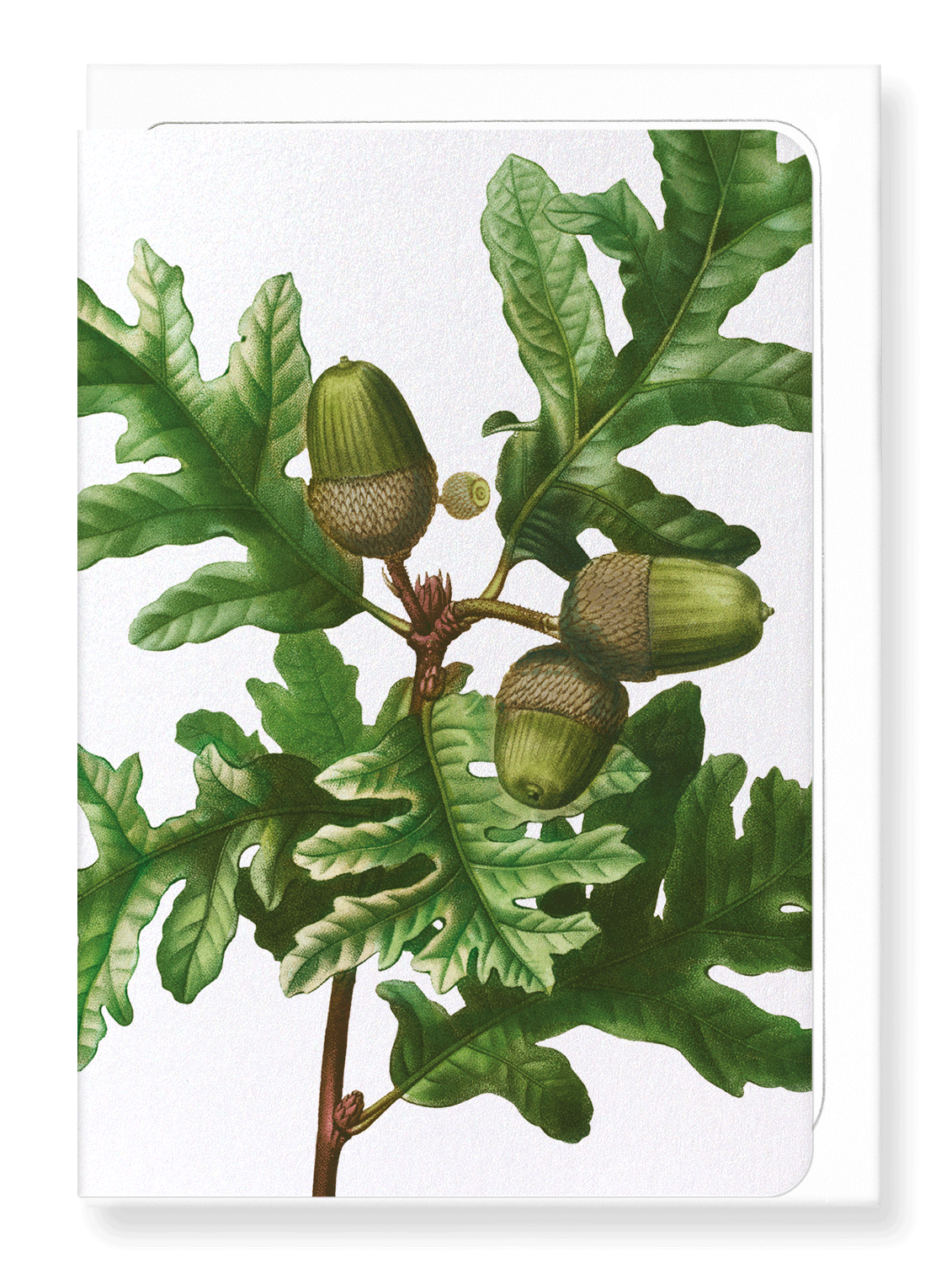 Ezen Designs - Pyrenean oak (detail) - Greeting Card - Front
