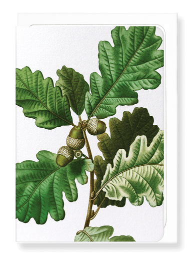Ezen Designs - Common oak (detail) - Greeting Card - Front