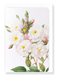 Ezen Designs - Noisette rose (detail) - Greeting Card - Front