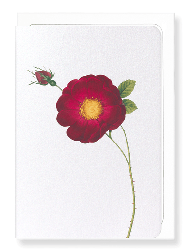 Ezen Designs - Rosa gallica maheka (detail) - Greeting Card - Front