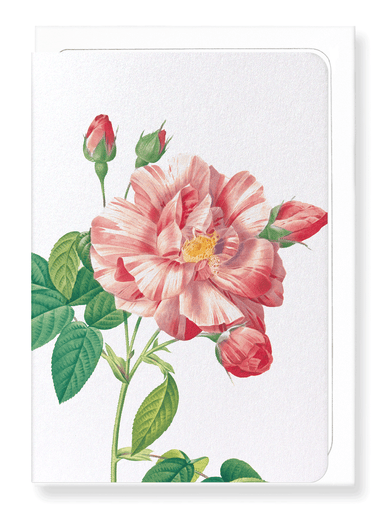 Ezen Designs - Gallica rose versicolor (detail) - Greeting Card - Front