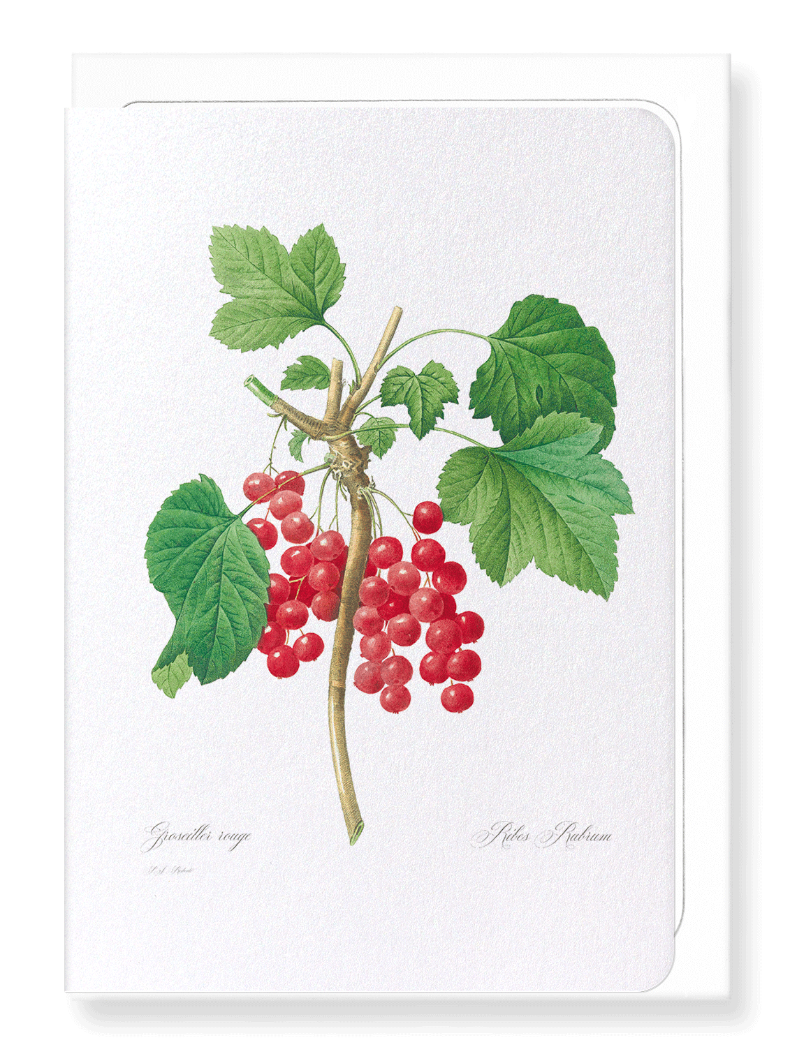 RED CURRANTS