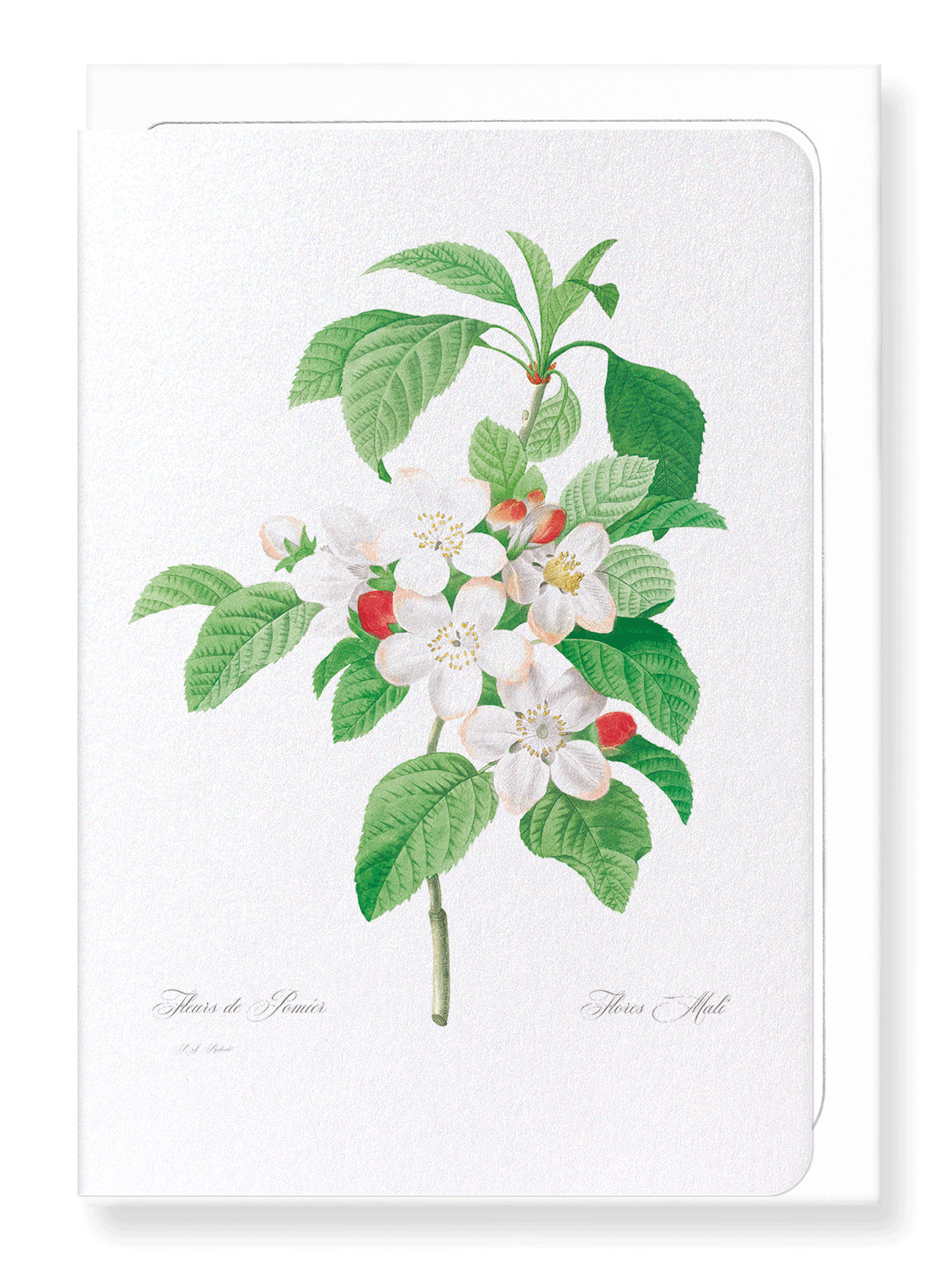 FLORES MALI OF THE APPLE TREE