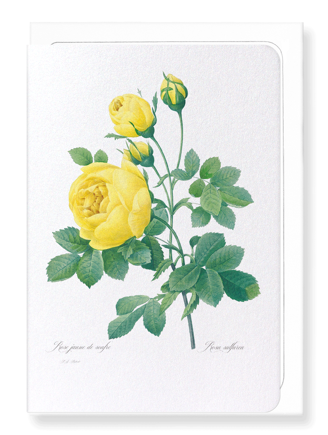 YELLOW ROSES