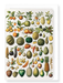 Ezen Designs - Fruits (1898) - Greeting Card - Front