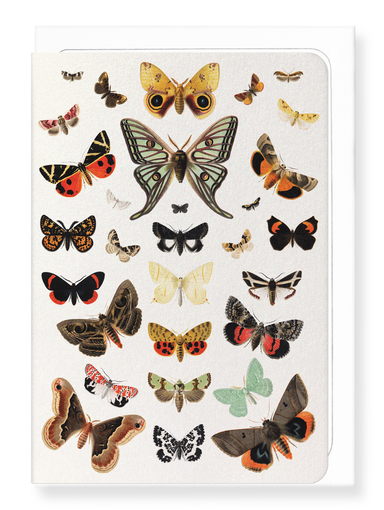 Ezen Designs - Butterfly and Moth (1894) - Greeting Card - Front