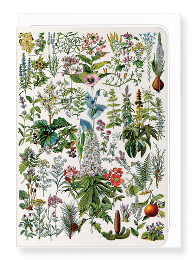 Ezen Designs - Illustration of Flowers - B (c.1900) - Greeting Card - Front