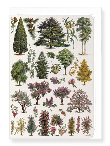 Ezen Designs - Ornamental Trees - A (1932) - Greeting Card - Front