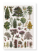 Ezen Designs - Ornamental Trees - A (1932) - Greeting Card - Front