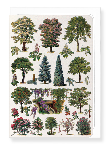 Ezen Designs - Ornamental Trees - B (1932) - Greeting Card - Front