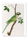 Ezen Designs - Green Parrot (c.1820) - Greeting Card - Front