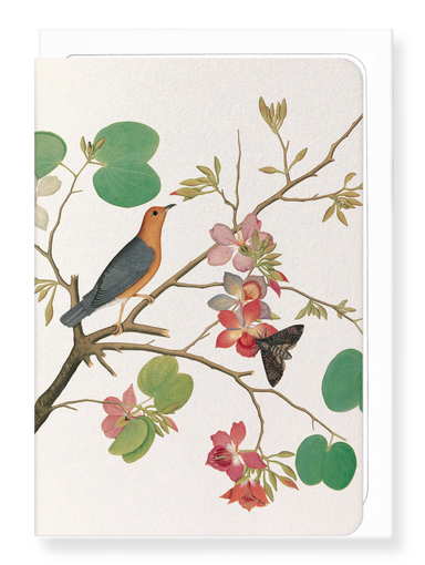 Ezen Designs - Orange bird on orchid Branch (1778) - Greeting Card - Front