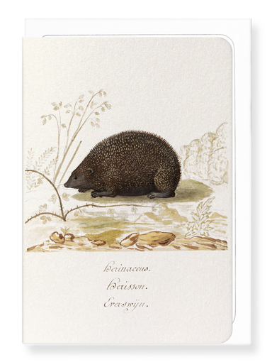 Ezen Designs - Hedgehog (1596–1610) - Greeting Card - Front