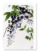 Ezen Designs - Purple wisteria - Greeting Card - Front