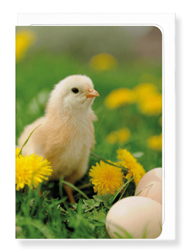 Ezen Designs - Easter chick - Greeting Card - Front