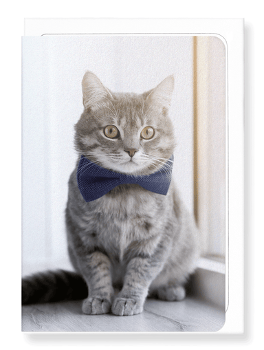 Ezen Designs - Groomed kitten - Greeting Card - Front