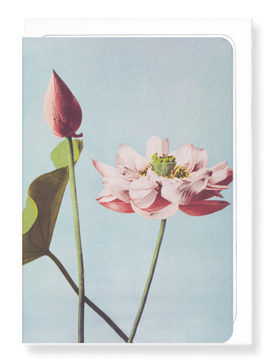 Ezen Designs - Photomechanical Print of Lotus Flowers (c.1890) - Greeting Card - Front