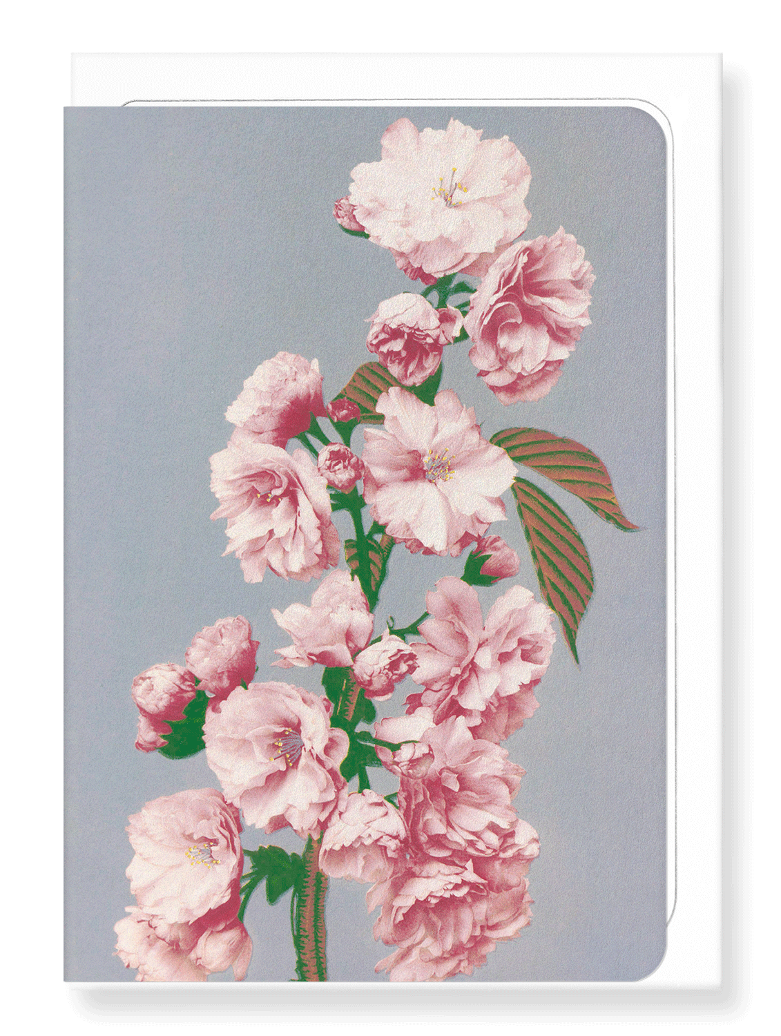 Ezen Designs - Photomechanical Print of Cherry Blossom (c.1890) - Greeting Card - Front