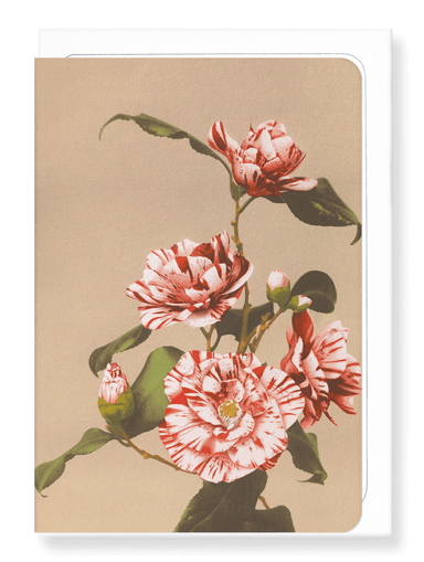 Ezen Designs - Photomechanical print of Camellias (c.1890) - Greeting Card - Front