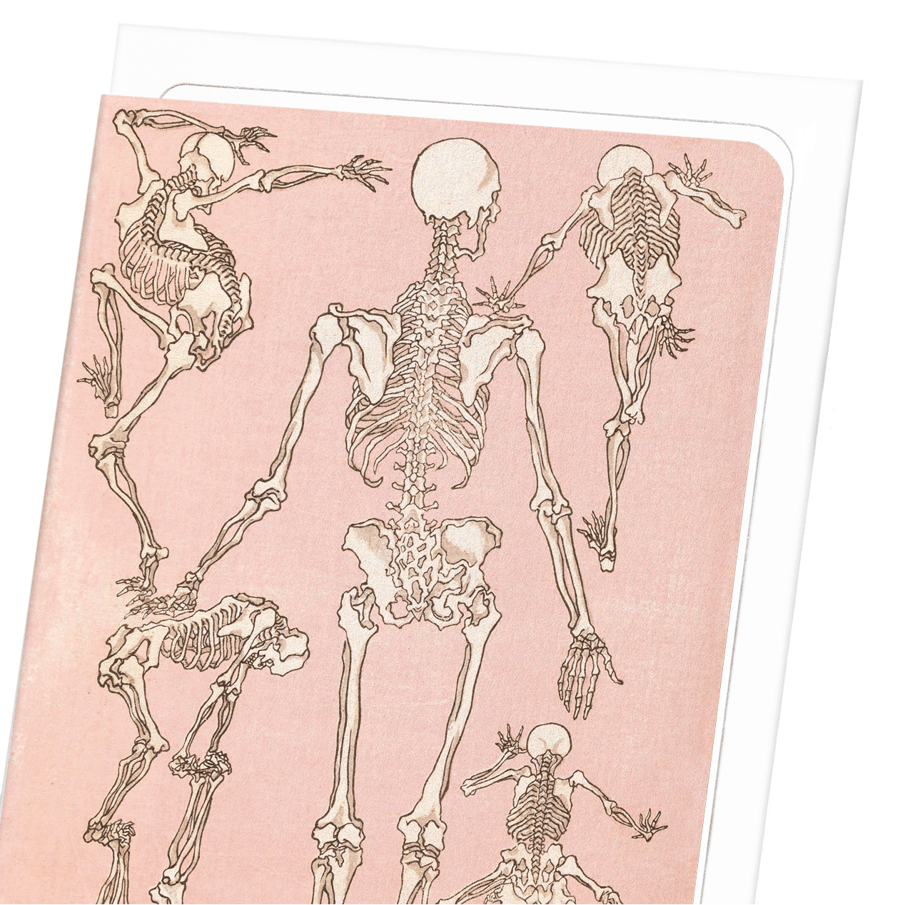 STUDY OF SKELETONS BACK (1881)