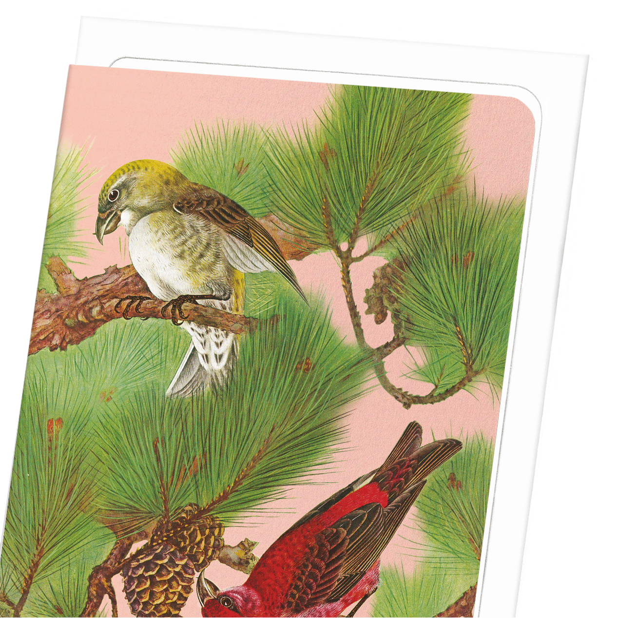 COMMON CROSSBILL BIRDS ON PINE TREE (C.1930)