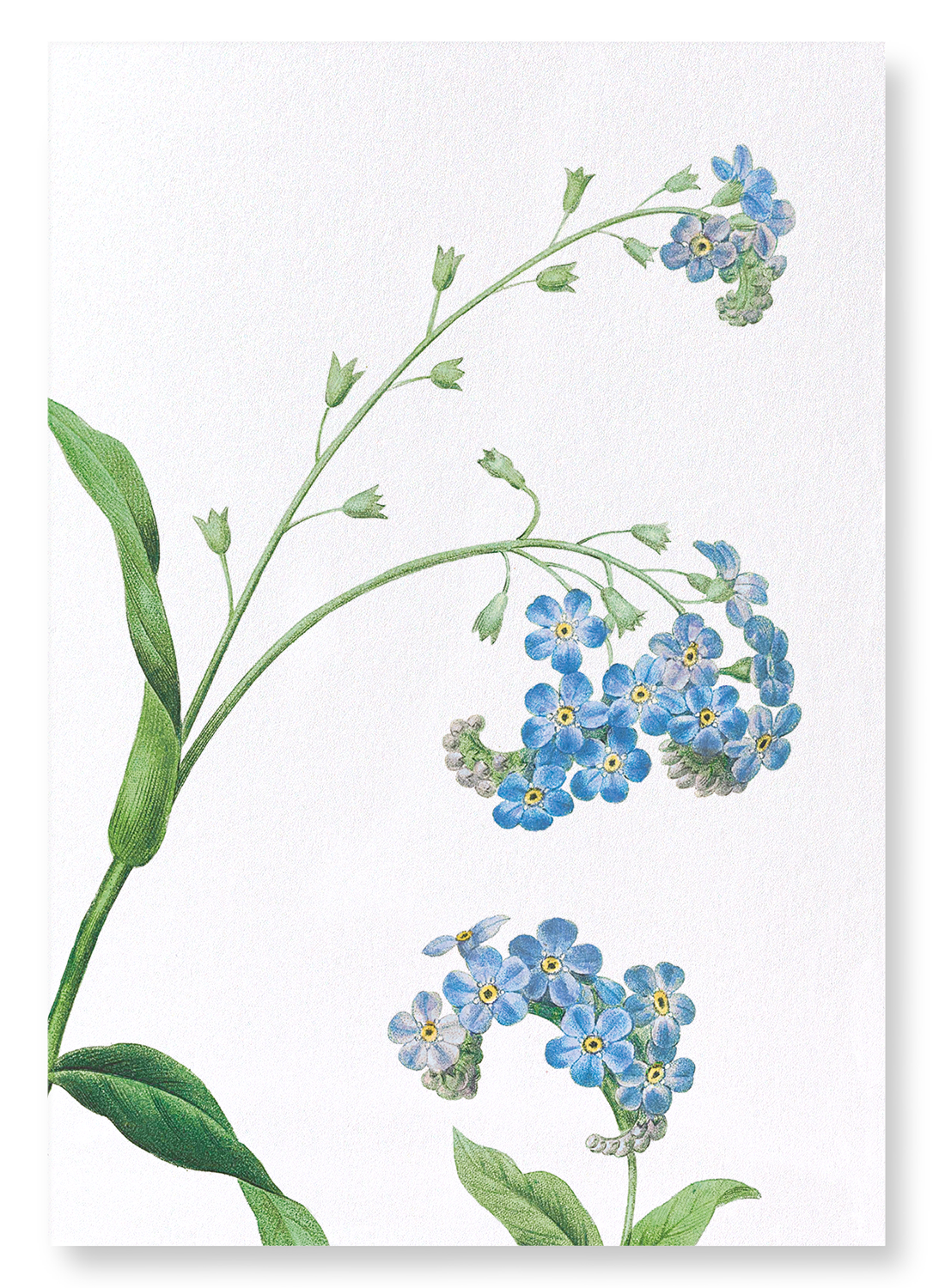 FORGET ME NOT FLOWER