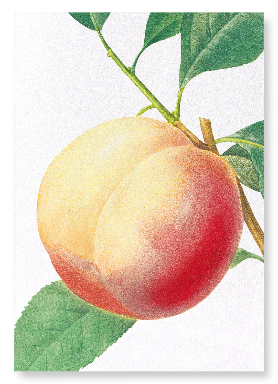 PEACH NO.1