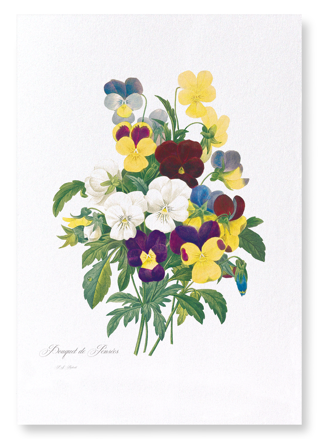 BUNCH OF PANSIES
