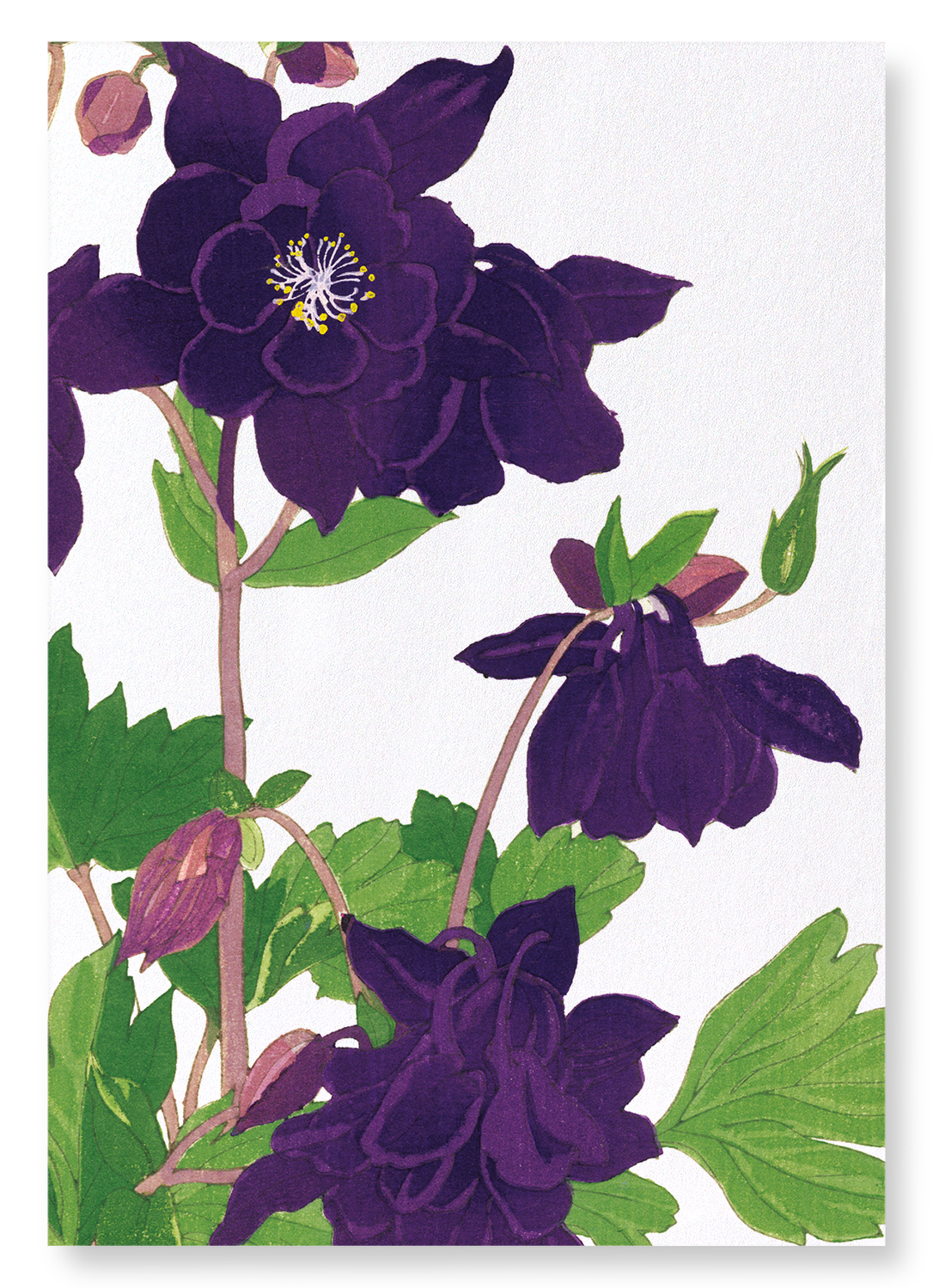 AQUILEGIA