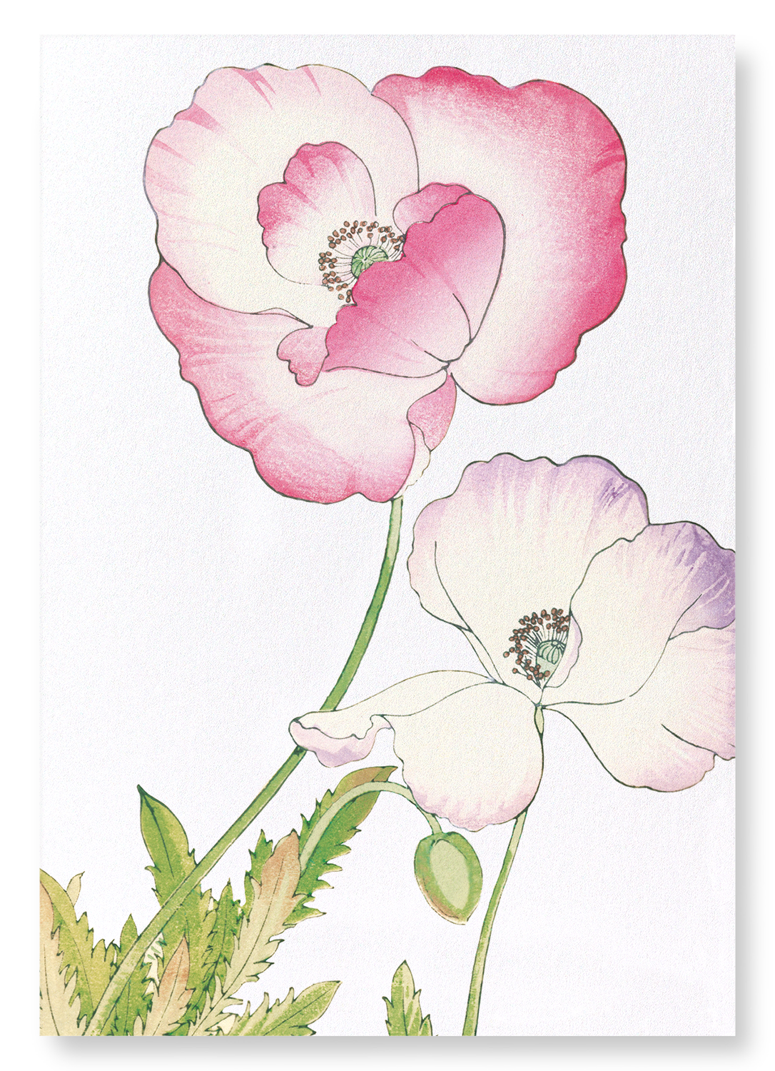PINK AND PURPLE POPPY